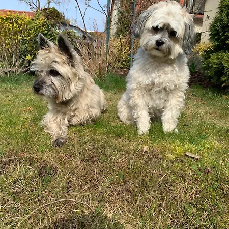 Апартаменты Mueritz-brise