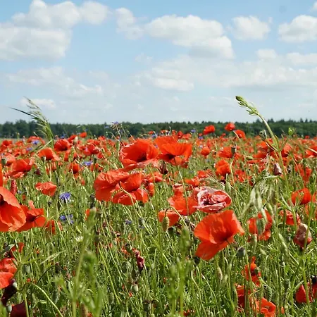Apartment Müritz-brise Waren (Müritz)